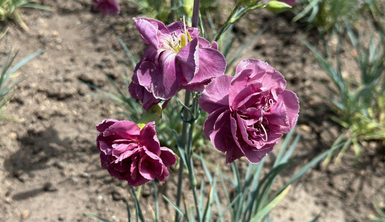 FOTOGALERIE: Výstava klatovských karafiátů