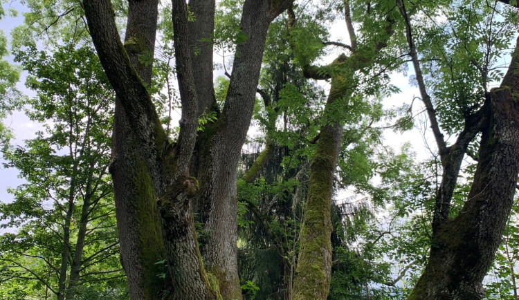 FOTOGALERIE: Tajemný šumavský Brčálník