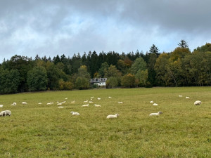 Pastviny na Brčálníku