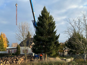 FOTOGALERIE: Vánoční strom pro Plzeň