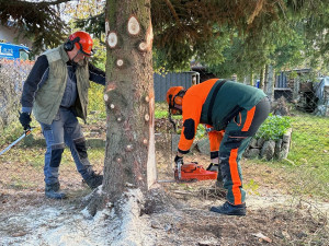 FOTOGALERIE: Vánoční strom pro Plzeň