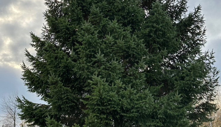 FOTOGALERIE: Vánoční strom pro Plzeň