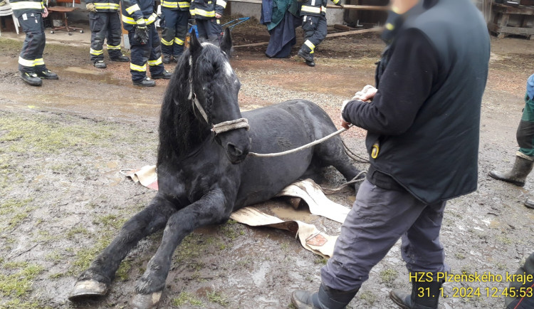 FOTOGALERIE: Hasiči pomáhali koni na nohy