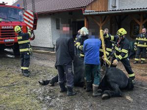 FOTOGALERIE: Hasiči pomáhali koni na nohy