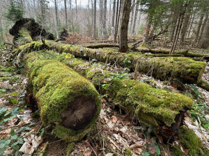 FOTOGALERIE: Výstup na Luzný
