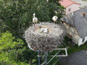 FOTOGALERIE: Adopce čápů