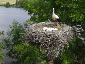 FOTOGALERIE: Adopce čápů