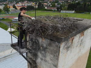 FOTOGALERIE: Adopce čápů