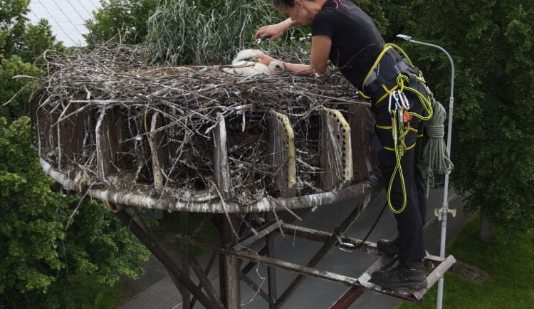 FOTOGALERIE: Adopce čápů