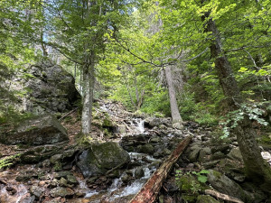 Naprosto nádherný vodopád uprostřed divokého pralesa Höllbachgspreng navštívíte těsně po překonání česko-německé hranice pod vrcholem hory Falkenstein