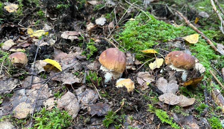 FOTOGALERIE: Houbaření na Plzeňsku