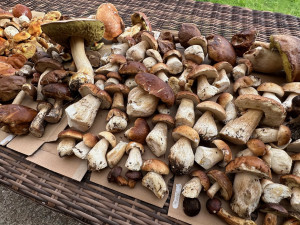 FOTOGALERIE: Houbaření na Plzeňsku