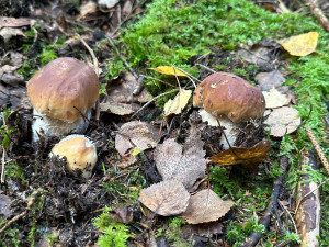 FOTOGALERIE: Houbaření na Plzeňsku