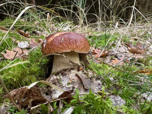 FOTOGALERIE: Houbaření na Plzeňsku