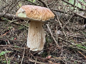 FOTOGALERIE: Houbaření na Plzeňsku