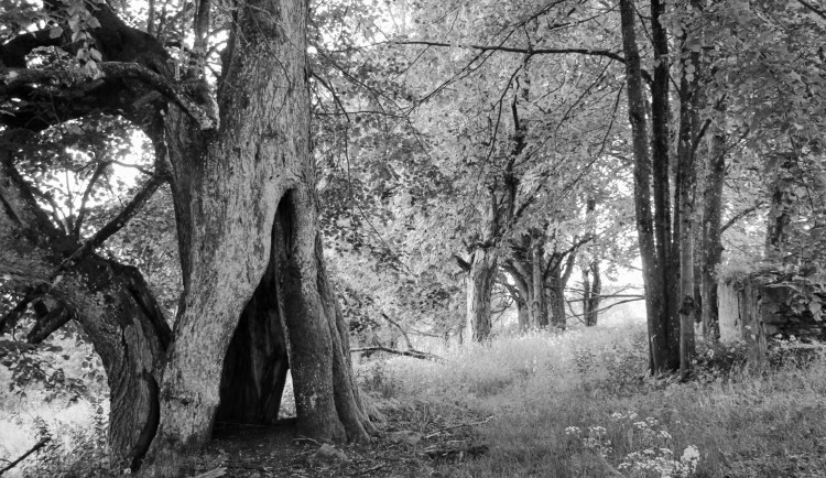 FOTO: 7. ročník Fotosoutěže Český les