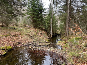 Činnost bobrů na Šumavě