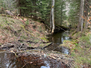 Činnost bobrů na Šumavě