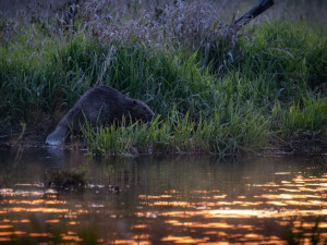 Bobr je aktivní především brzy ráno nebo pozdě večer - Vl. Čech
