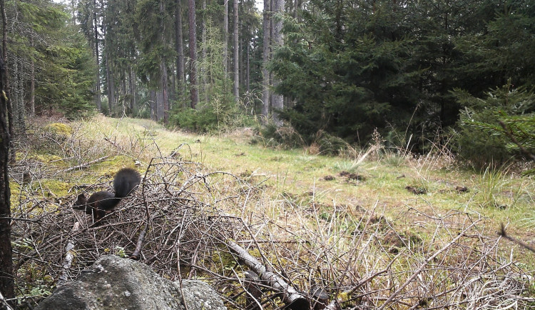 FOTOGALERIE: Co zachytily fotopasti v Brdech?