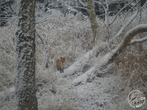 liška obecná, foto: Foto: Radek Karko