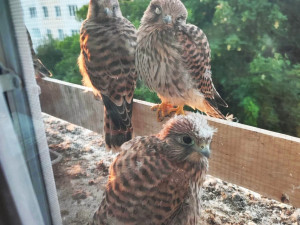 Poštolky hnízdí za oknem bytu v paneláku