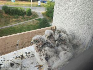 Poštolky hnízdí za oknem bytu v paneláku