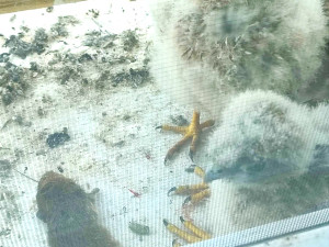 Poštolky hnízdí za oknem bytu v paneláku