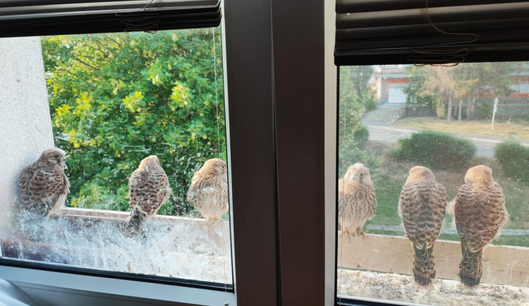 Poštolky hnízdí za oknem bytu v paneláku