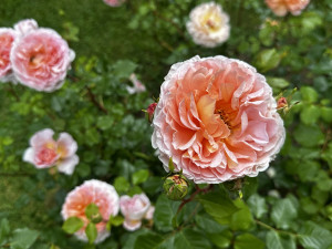 Na zámku v Nebílovech rozkvetly slavné růže