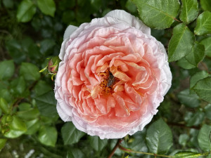 Na zámku v Nebílovech rozkvetly slavné růže