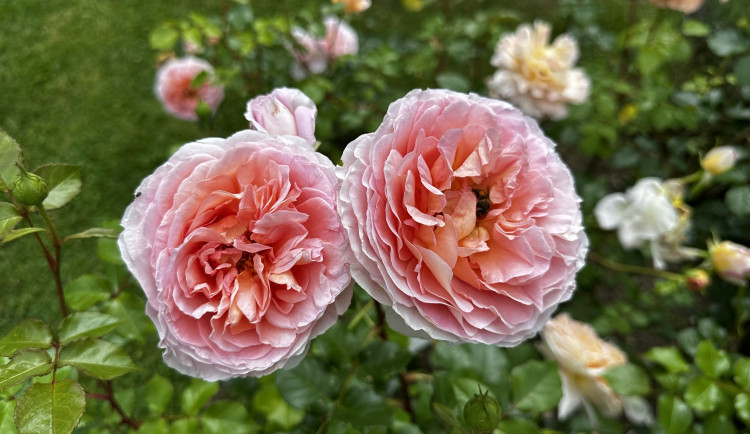 Na zámku v Nebílovech rozkvetly slavné růže