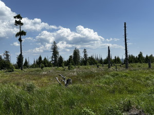 Vysokohorská pastvina v Bavorském lese