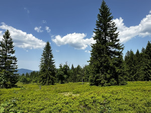 Vysokohorská pastvina v Bavorském lese