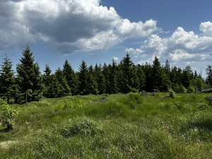 Vysokohorská pastvina v Bavorském lese