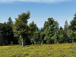 Objevte malý šumavský Yellowstone