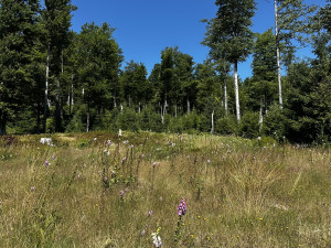 Výlet na Poledník z německé strany hranice - z parkoviště v Buchenau
