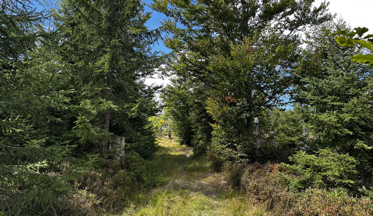 Cesta na Scheuereckberg