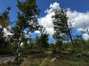 Cesta na Scheuereckberg