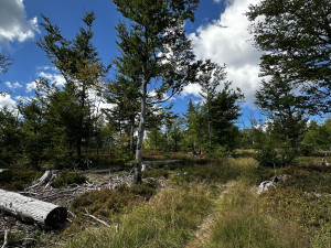 Cesta na Scheuereckberg