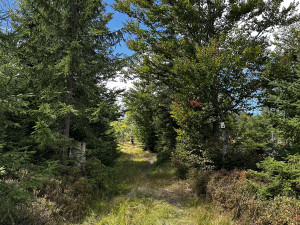 Cesta na Scheuereckberg