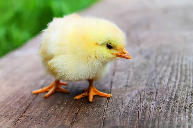 Ilustrační foto.