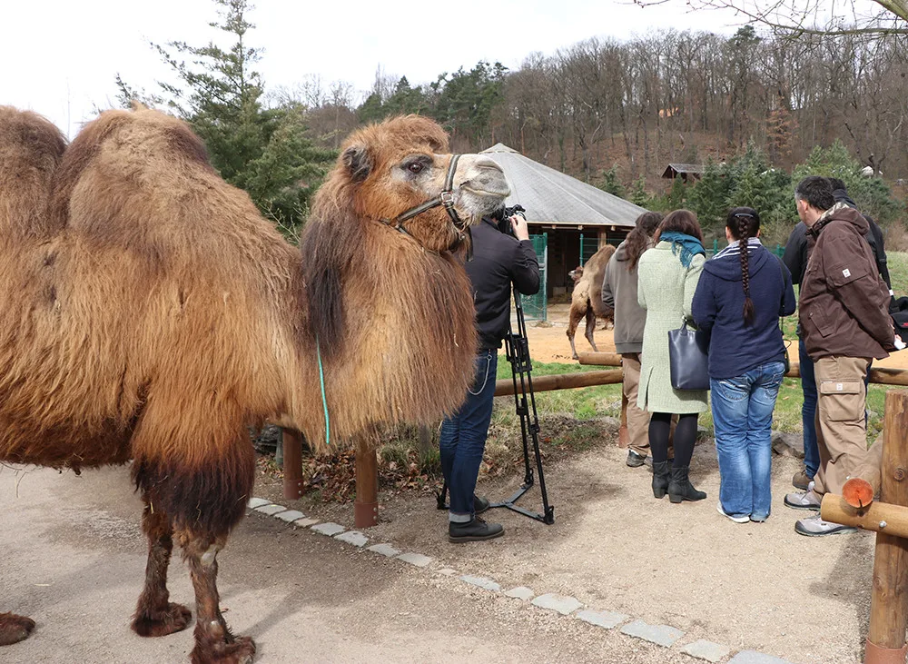 Zoo Plzeň přišla o známou velbloudici Josefínu.