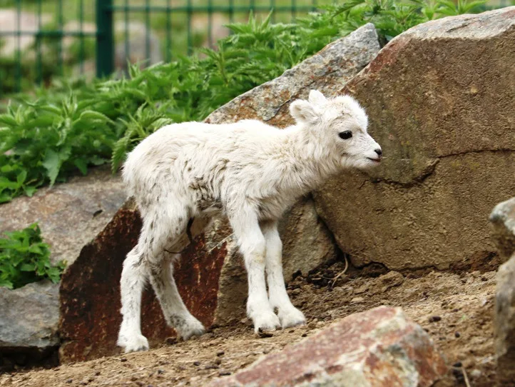 V plzeňské zoo odchovali dvě mláďata vzácné aljašské ovce.