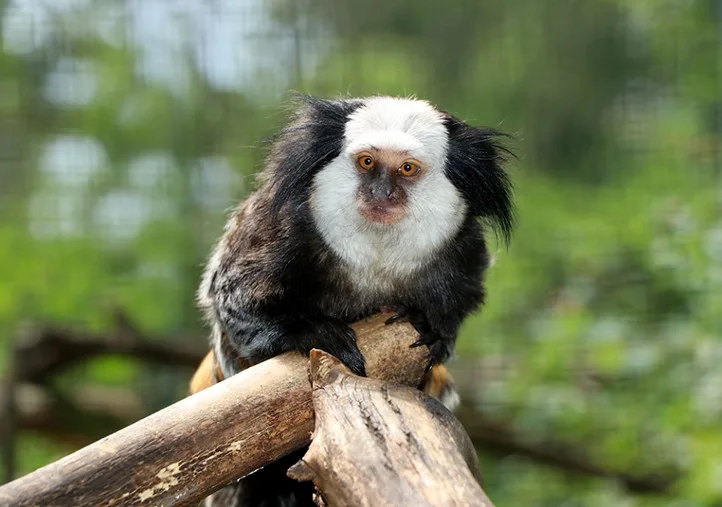 Plzeňská zoologická zahrada má nový druh drápkaté opice.