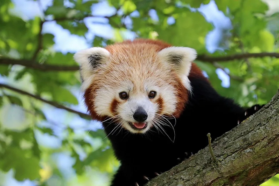 Z plzeňské zoo utekl samec pandy, zahrada žádá veřejnost o pomoc.