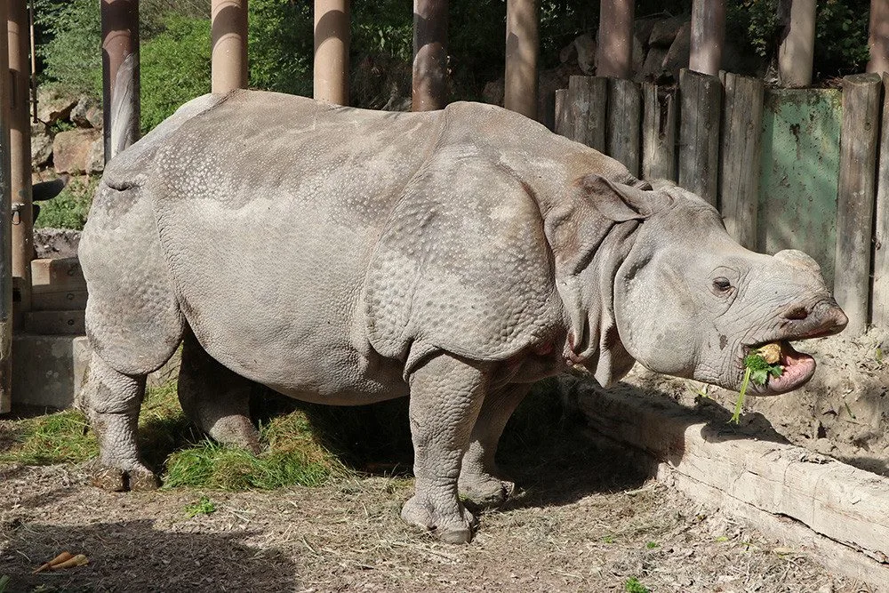 Samice nosorožce Růženka odjela z Plzně do zoo v Basileji