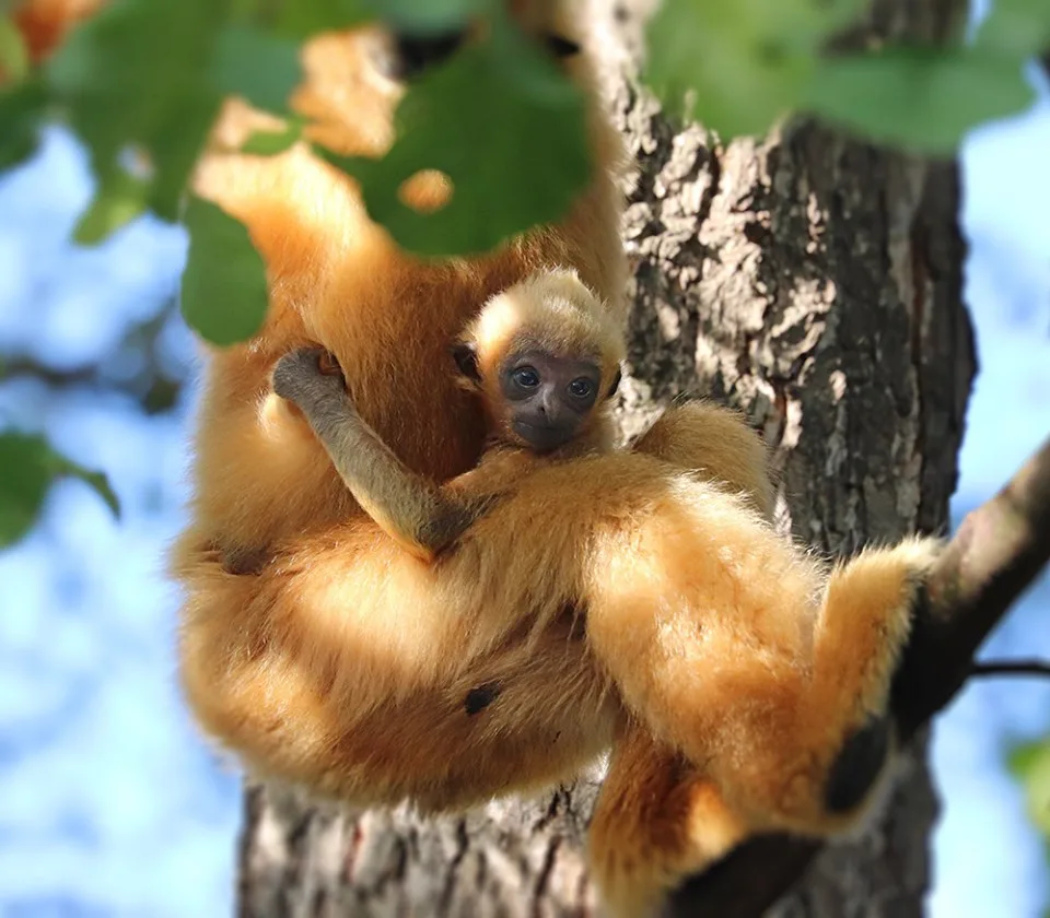 V plzeňské zoo se podruhé narodil ohrožený primát gibon bělolící.