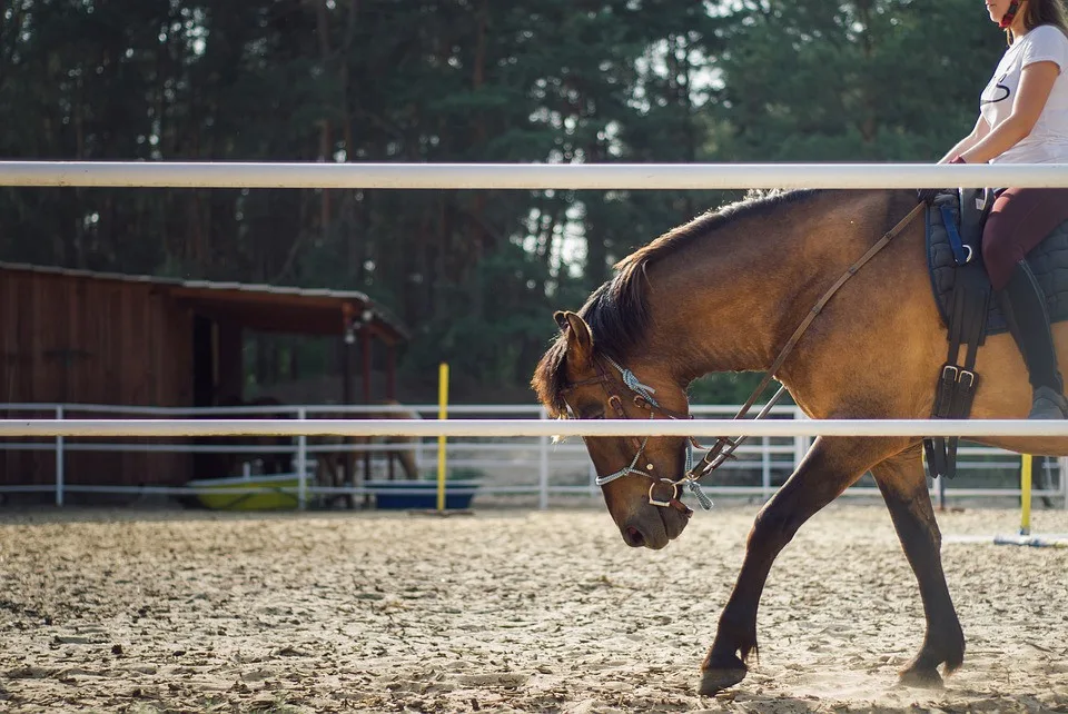 the-horse-4268618_960_720