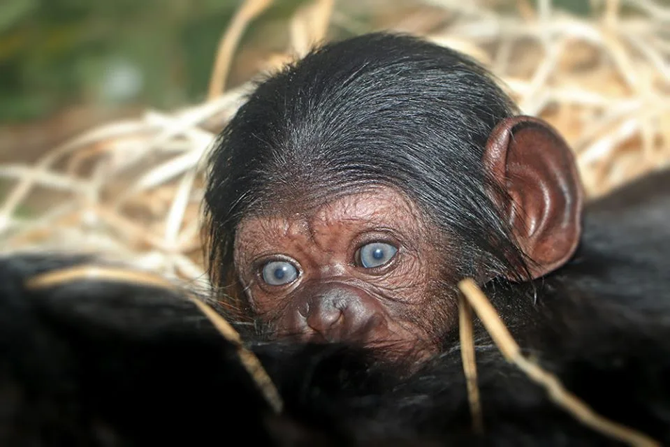 V plzeňské zoo se narodilo mládě šimpanze, v ČR po 17 letech.